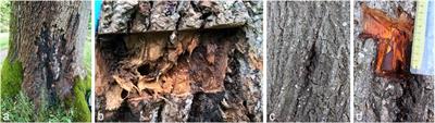 Two novel Raoultella species associated with bleeding cankers of broadleaf hosts, Raoultella scottia sp. nov. and Raoultella lignicola sp. nov.